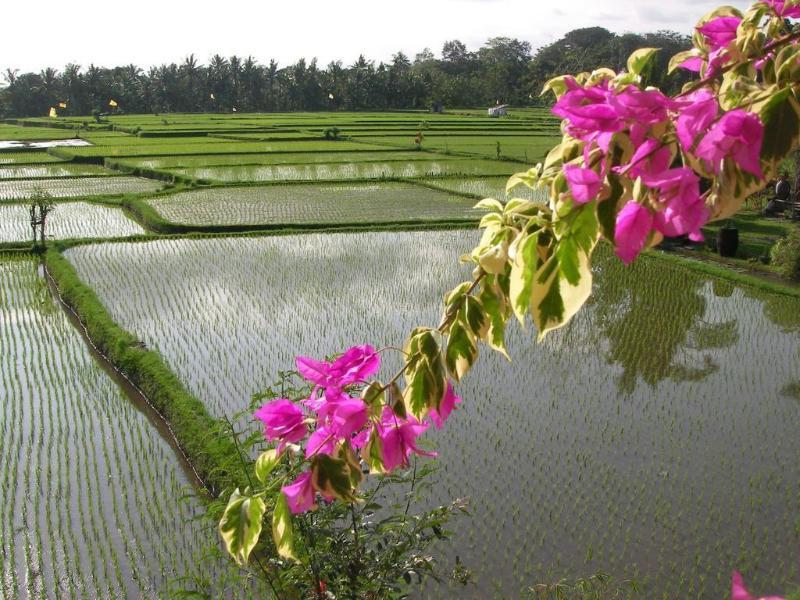 Green Field Hotel And Bungalow Ubud Exterior foto